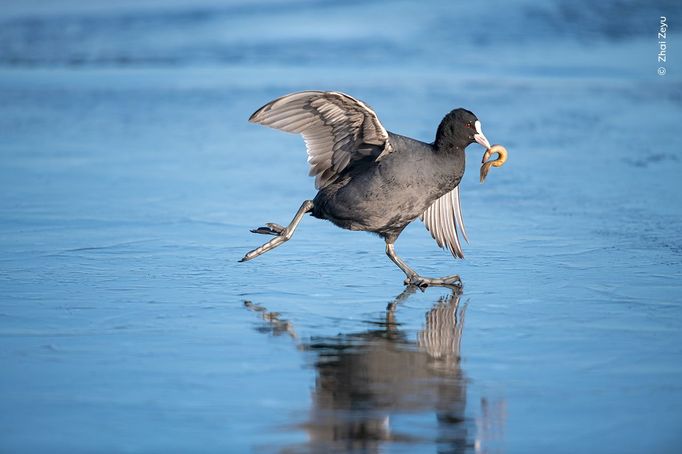 Fotografie ze soutěže Wildlife Photographer of the Year 2023