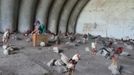 A man tends his fighting cock during fights at an arena set up at the entrance of a military anti-aircraft bunker on the outskirts of Havana June 16, 2012. In Cuba, it's legal to own cocks, it's legal to train them to fight and it's legal to fight them, but since the 1959 Cuban Revolution all forms of betting and gambling have been strictly forbidden. But betting on cock fights is an activity so popular among Cubans that stopping it would pose a huge challenge for the authorities and would be counterproductive to keeping law and order. Picture taken June 16, 2012. REUTERS/Desmond Boylan (CUBA - Tags: SOCIETY ANIMALS) ATTENTION EDITORS PICTURE 12 OF 23 FOR PACKAGE 'BETTING ON CUBA'S FIGHTING COCKS' . TO FIND ALL PICTURES SEARCH 'FIGHTING COCKS' Published: Čec. 2, 2012, 12:32 odp.