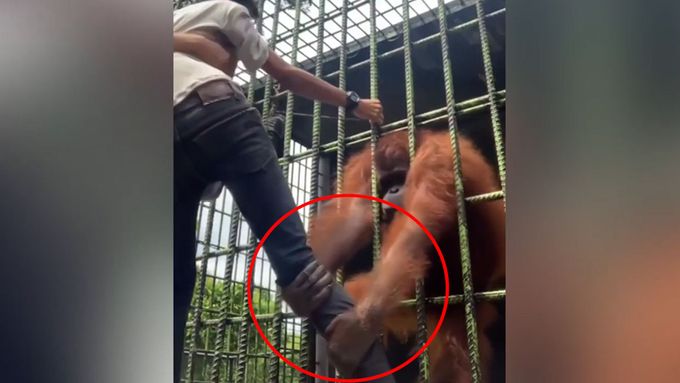 Orangutan drsně napadl chlapce, který si s ním chtěl udělat video
