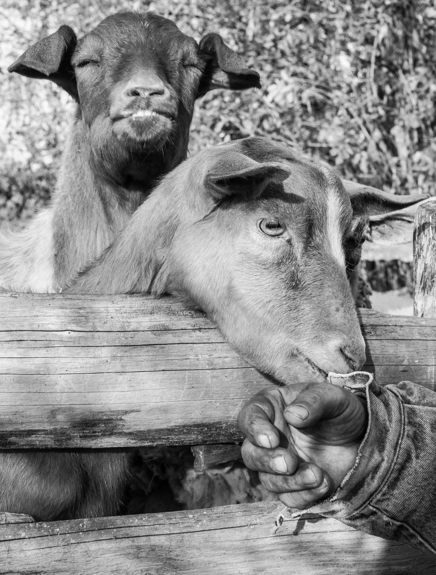 Aleš Palán, Samotáři 2