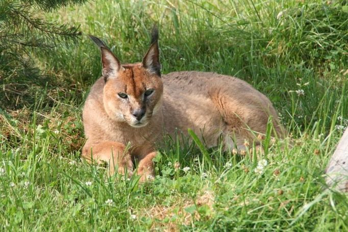 Rys karakal, Zoo Tábor - Větrovy