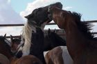Muž z Náchodska umlátil koně palicí, dostal podmínku