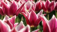 Barevný symbol jara Od března do května rozjasňují tulipány trávníky v parcích i záhony na zahradách nebo bohaté tulipánové kytice zdobí nejeden interiér. Novodobá sláva tulipánu začíná v Holandsku. V historickém zámeckém parku Keukenhof necelou hodinu cesty autobusem z Amsterdamu zde můžete každoročně vidět nejpestřejší výstavu tulipánů na světě. Od března do května. Fotogalerie: Nejpestřejší výstava tulipánů na světě .