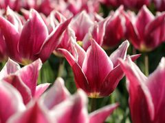 Barevný symbol jara Od března do května rozjasňují tulipány trávníky v parcích i záhony na zahradách nebo bohaté tulipánové kytice zdobí nejeden interiér. Novodobá sláva tulipánu začíná v Holandsku. V historickém zámeckém parku Keukenhof necelou hodinu cesty autobusem z Amsterdamu zde můžete každoročně vidět nejpestřejší výstavu tulipánů na světě. Od března do května. Fotogalerie: Nejpestřejší výstava tulipánů na světě .