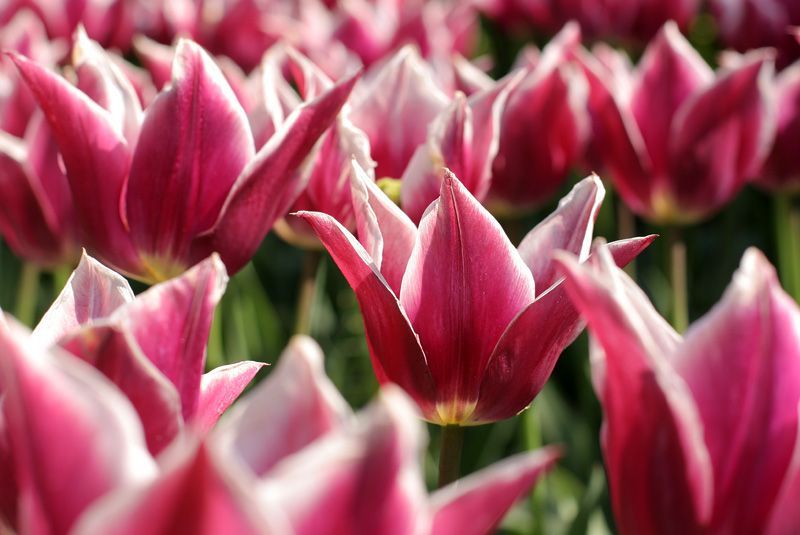 Výstava tulipánů v Holandsku