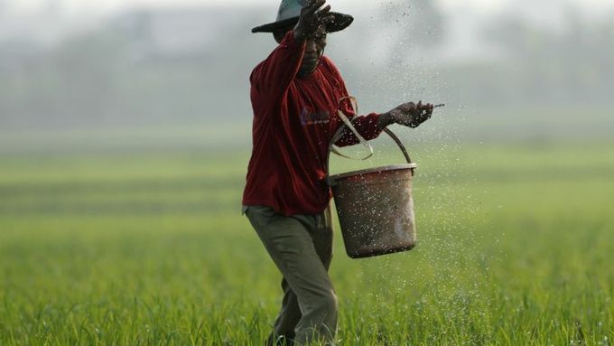 Zúrodňování rýžového pole