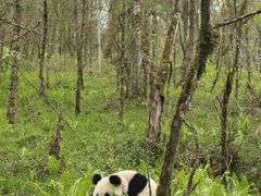 Jedním z nejznámějších živočichů z Červeného seznamu je panda velká.