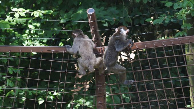 Makakové prchají z olomoucké zoo při slavnostním otevření výběhu.