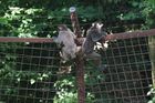 Makakové v olomoucké zoo stále vítězí nad ošetřovateli