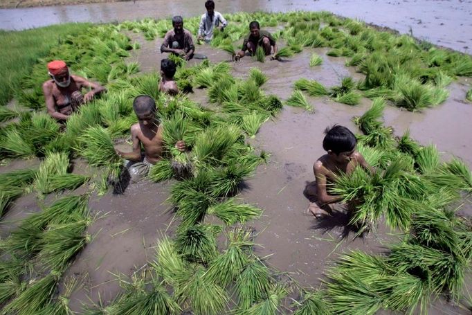 Jestli není lépe chlapcům na rýžové plantáži. Snímek z Larkany v pákistánské provincii Sindh. I zde se teploty přes den šplhají ke 45 stupňům Celsia.