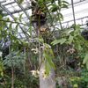 Orchideje v botanické zahradě