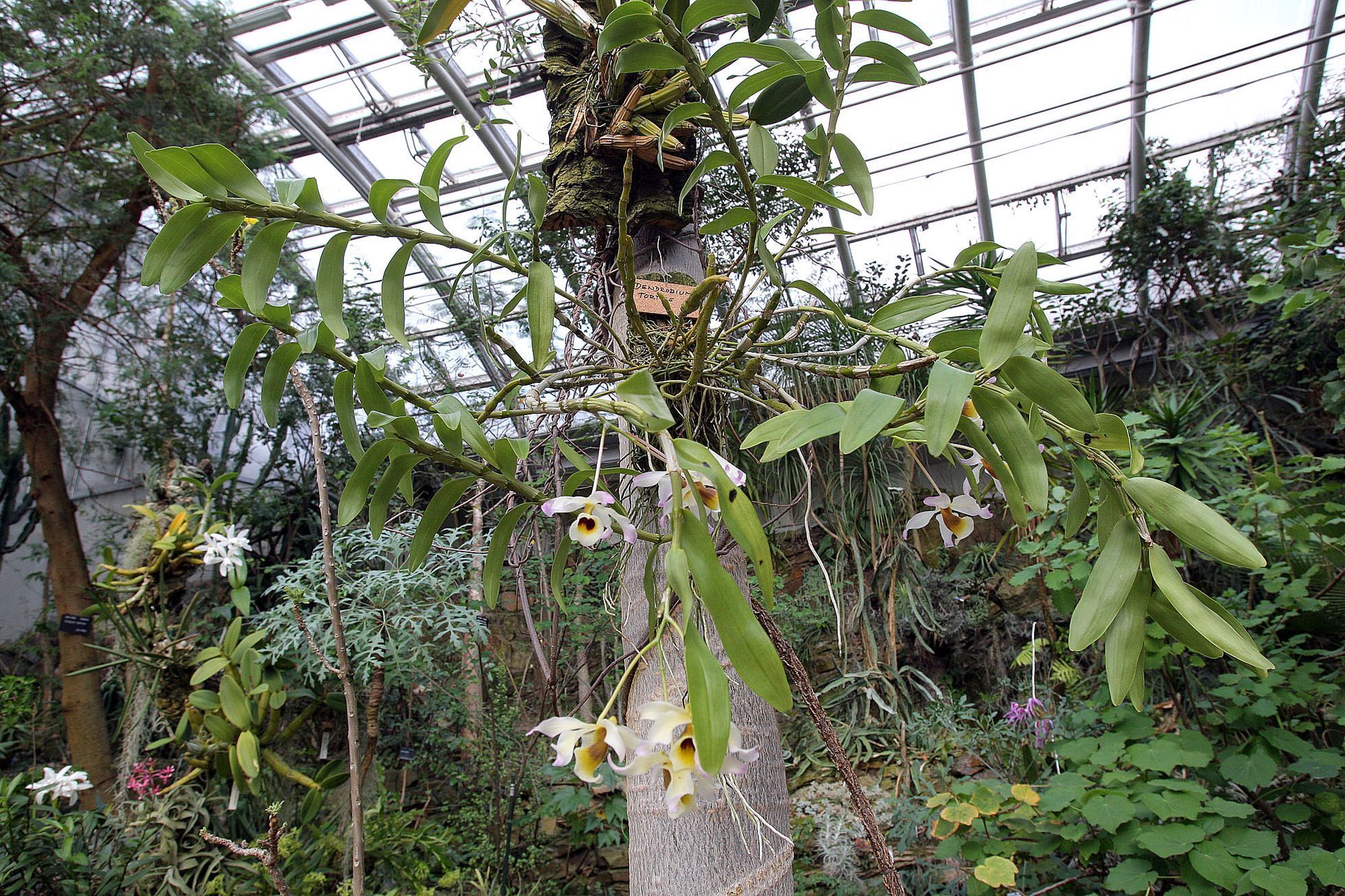 Orchideje v botanické zahradě