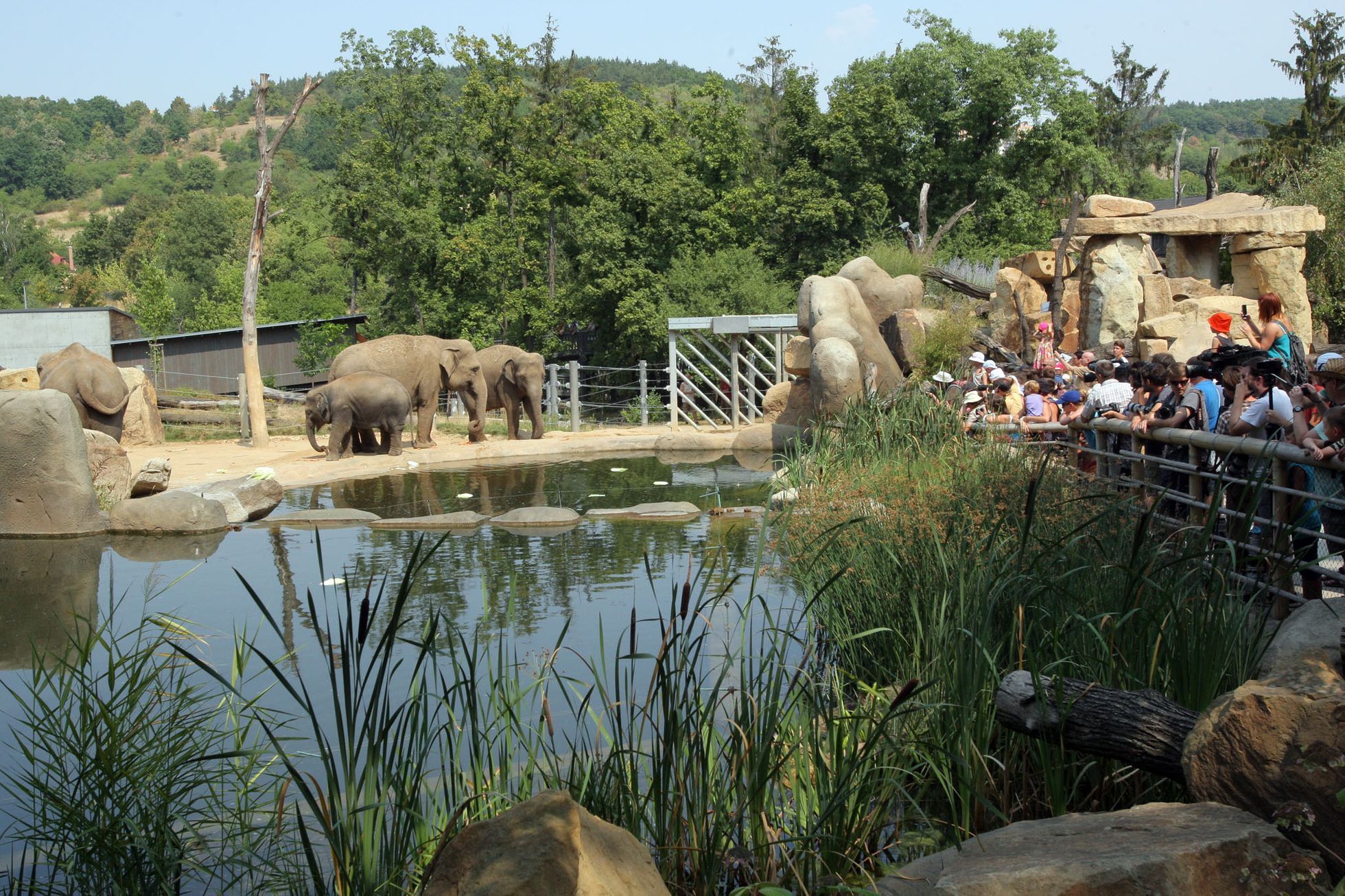 Sloni v pražské ZOO