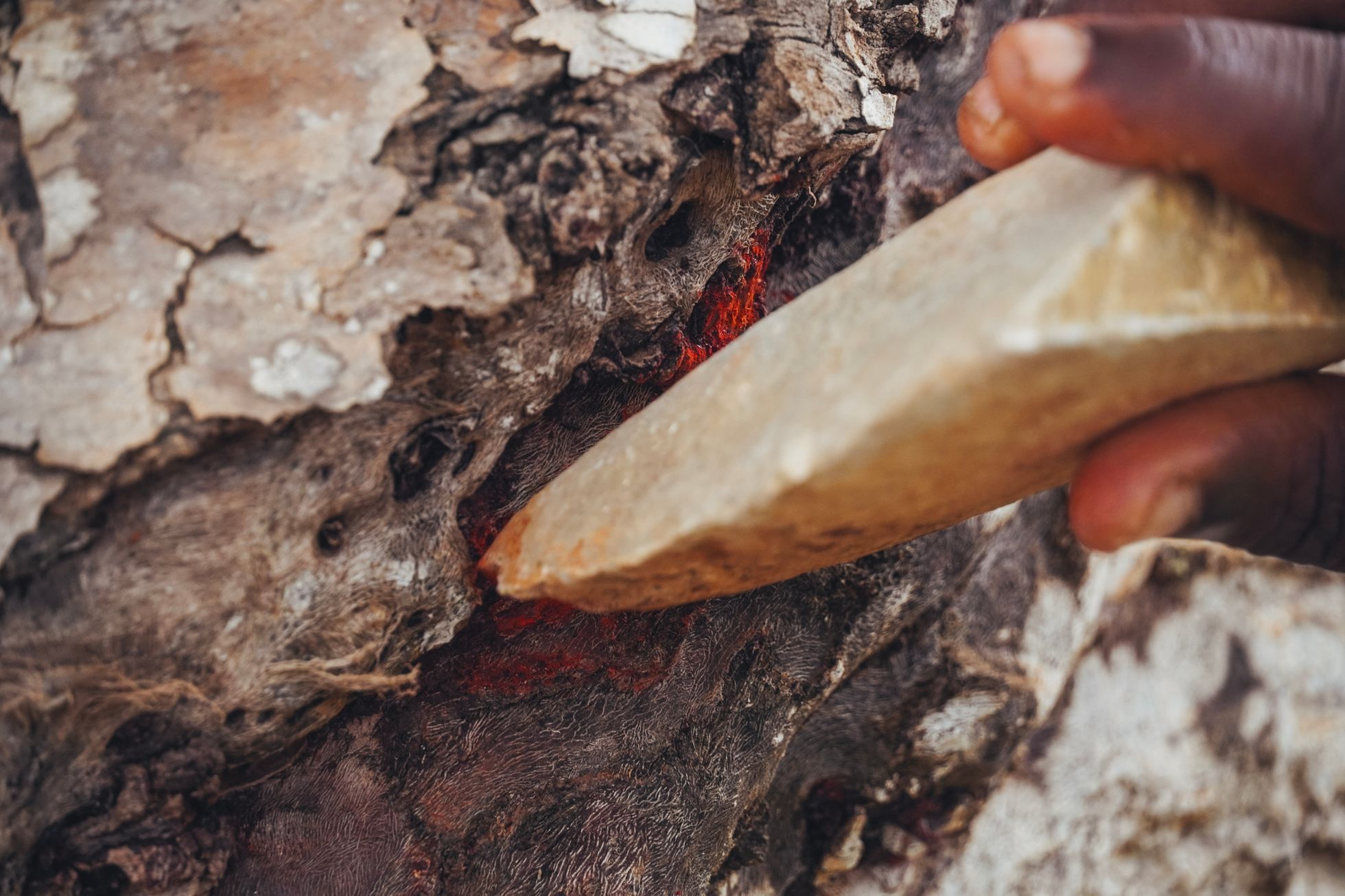 Sokotra je jemenským rájem