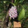 Orchideje v botanické zahradě