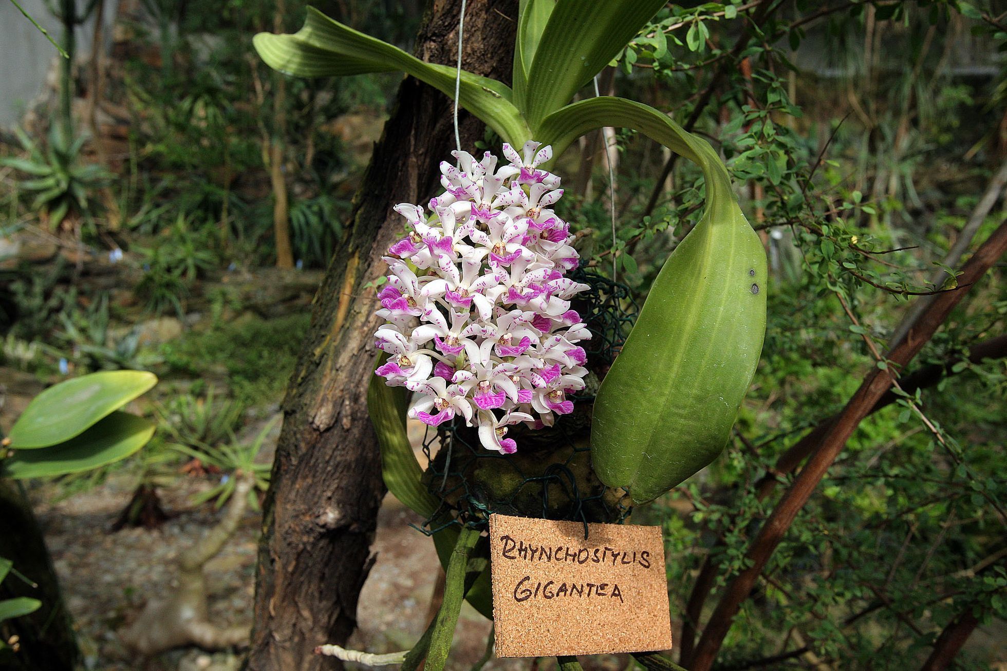 Orchideje v botanické zahradě