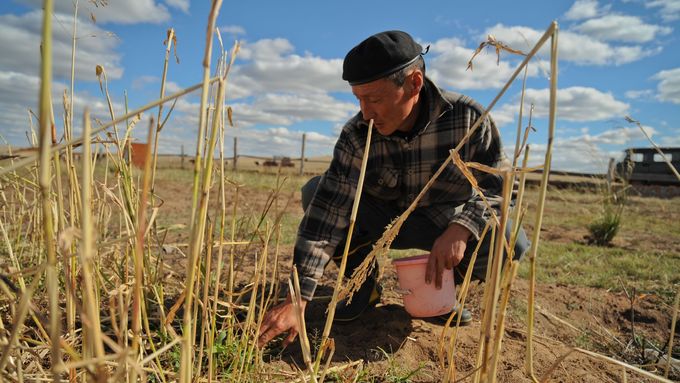 Extrémní vykyvy počasí zasahují celou planetu. V Mongolsku se lidé pokoušejí hospodařit na vyschlé půdě.