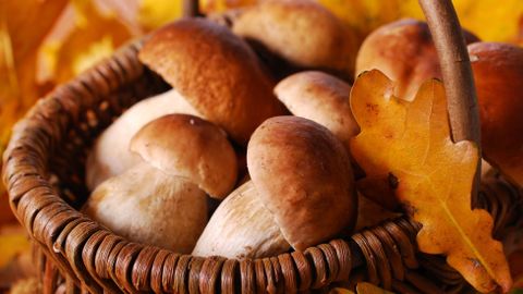 Lepší hledat houby než pokémony, Češi si svá místa chrání, říká autor Aplikace na houby