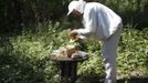 Sergej, a member of the beekeeper organization Stadtimker, works with bees at Lobau recreation area in Vienna July 11, 2012. A growing number of urban beekeepers' associations are trying to encourage bees to make their homes in cities, as pesticides and crop monocultures make the countryside increasingly hostile. Bee populations are in sharp decline around the world, under attack from a poorly understood phenomonenon known as colony collapse disorder, whose main causes are believed to include a virus spread by mites that feed on haemolymph - bees' "blood". Picture taken July 11, 2012. REUTERS/Lisi Niesner (AUSTRIA - Tags: ENVIRONMENT ANIMALS SOCIETY) Published: Čec. 25, 2012, 1:15 odp.