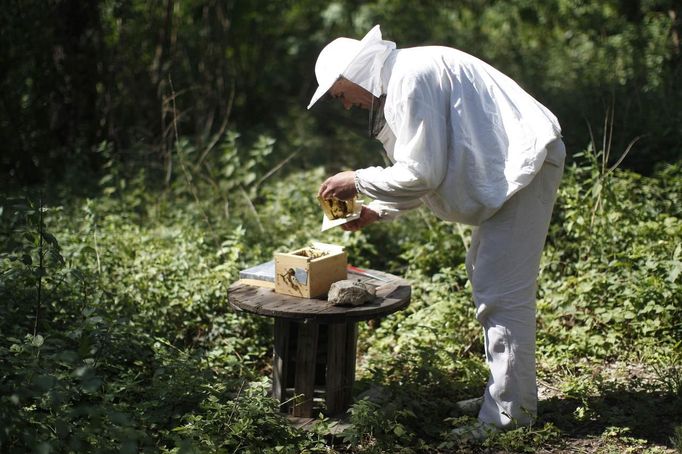 Sergej, a member of the beekeeper organization Stadtimker, works with bees at Lobau recreation area in Vienna July 11, 2012. A growing number of urban beekeepers' associations are trying to encourage bees to make their homes in cities, as pesticides and crop monocultures make the countryside increasingly hostile. Bee populations are in sharp decline around the world, under attack from a poorly understood phenomonenon known as colony collapse disorder, whose main causes are believed to include a virus spread by mites that feed on haemolymph - bees' "blood". Picture taken July 11, 2012. REUTERS/Lisi Niesner (AUSTRIA - Tags: ENVIRONMENT ANIMALS SOCIETY) Published: Čec. 25, 2012, 1:15 odp.