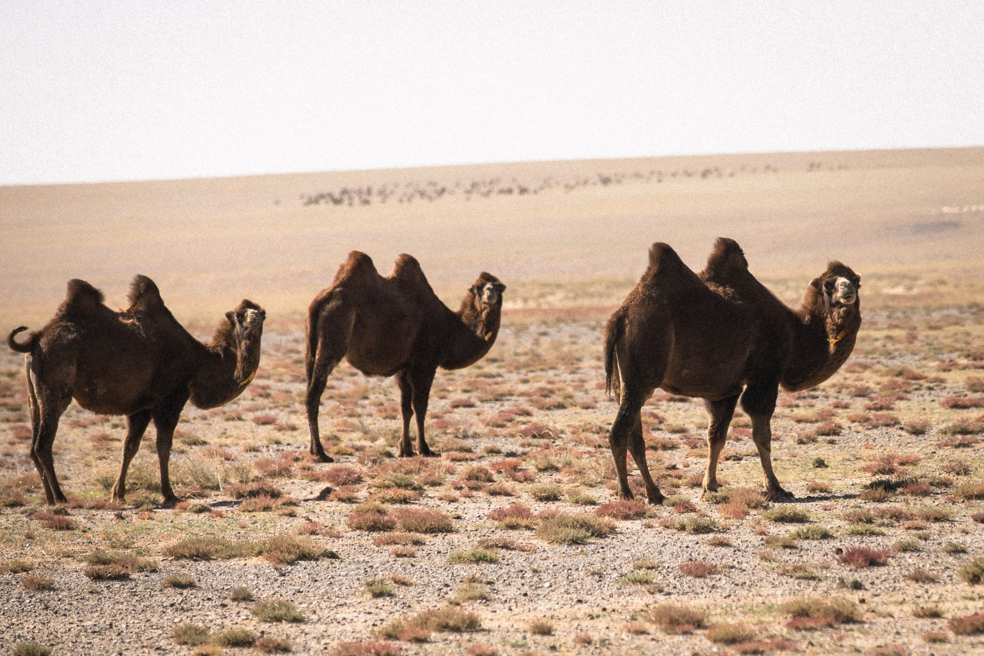 Mongolsko, mongolové, pastevci, pastevec, jurta, kůň, koně, poušť Gobi