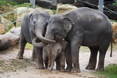 Ze života slonů: Jak se žije roční Sitě v pražské zoo?