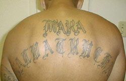 Tetování na zádech člena salvadorského gangu Mara Salvatrucha alias MS-13. | Foto: FBI