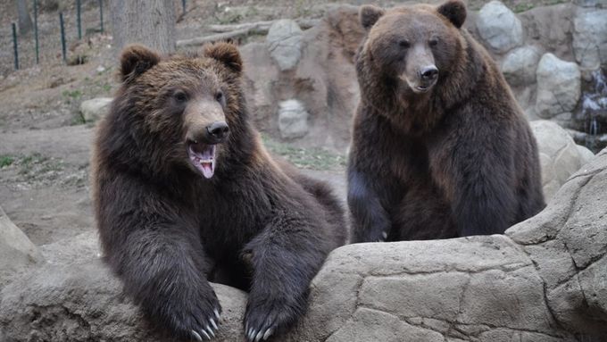 Ze Zoo Rostov pochází i medvědi kamčatští Jelizar a Kamčatka.