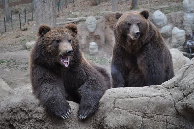 Ze Zoo Rostov pochází i medvědi kamčatští Jelizar a Kamčatka.