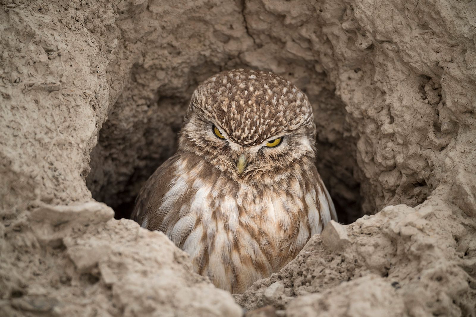 Vincent Munier: sněžný levhart