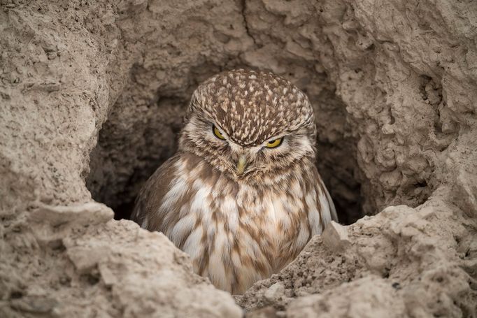 Vincent Munier: sněžný levhart