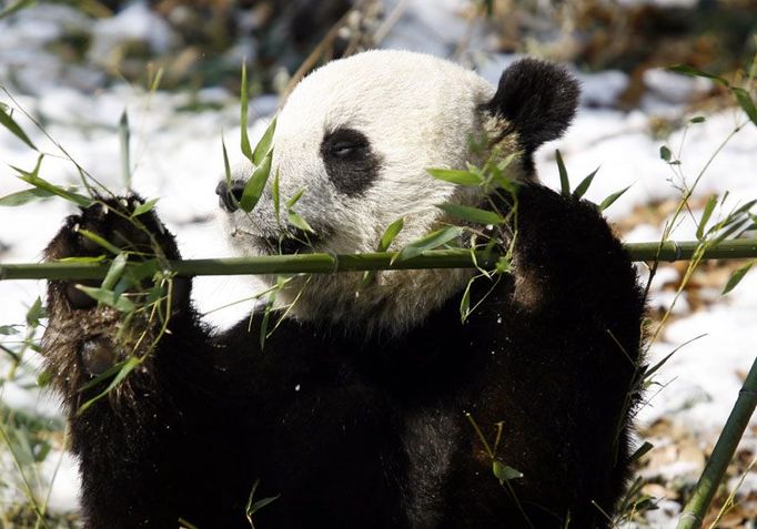 Panda velká před stěhováním z Washingtonu.