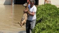 Albin Orawiec zachraňuje ze zaplavených míst v obci Slupcza na jihu Polska uvízlou srnku.