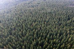 Lesy budou řešit novou kalamitu jinak než po Emmě