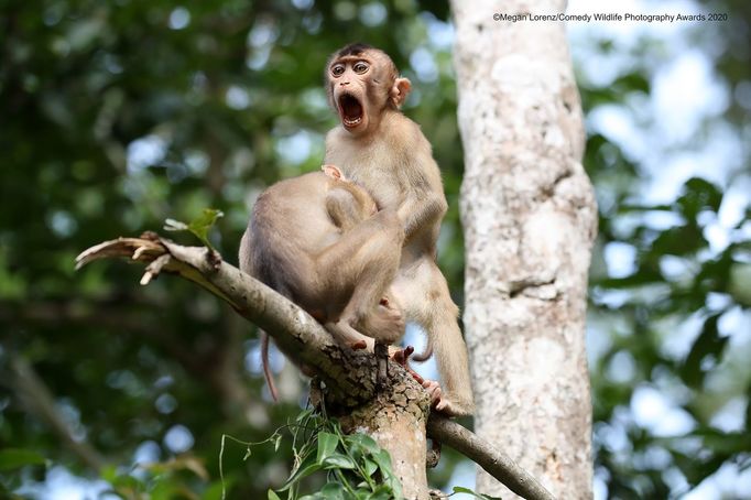 Vítězné snímky ze soutěže Comedy Wildlife Photography Awards 2020