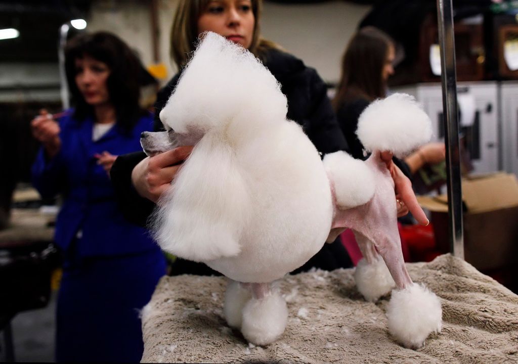 Westminster Kennel Club Dog Show