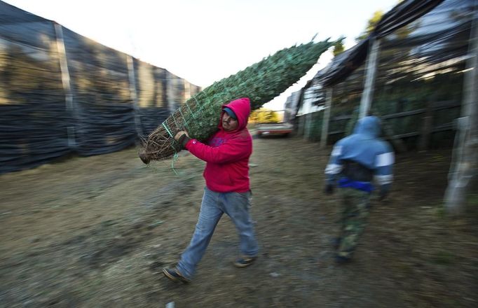 Felix Valencia carries a Christmas tree to a tractor trailer to be shipped at the Omni Farm in West Jefferson, North Carolina, November 17, 2012. Crews at the farm will harvest nearly 20,000 Christmas trees this season. North Carolina has 1,500 Christmas tree growers with nearly 50 million Fraser Fir Christmas trees on over 35,000 acres. Picture taken November 17, 2012. REUTERS/Chris Keane (UNITED STATES - Tags: BUSINESS EMPLOYMENT ENVIRONMENT AGRICULTURE SOCIETY) Published: Lis. 19, 2012, 4:18 odp.