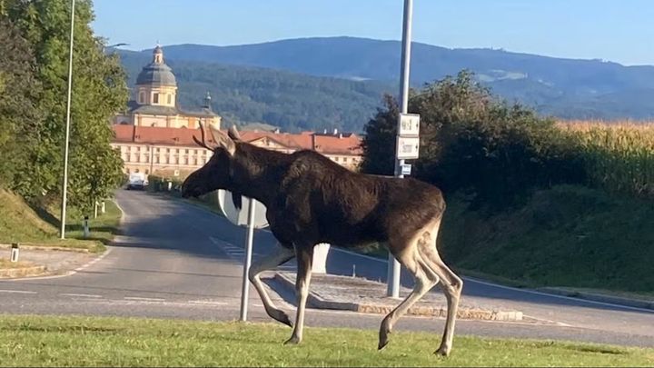 Emil na kolejích. Los z Česka způsobil kolaps na trati do Vídně a má vlastní písničku; Zdroj foto: heute.at
