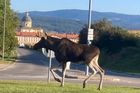 Emil na kolejích. Los z Česka způsobil kolaps na trati do Vídně a má vlastní písničku