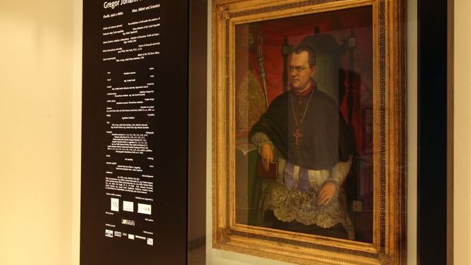 Slavný badatel na obraze v expozici Mendelova muzea v Brně