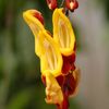 Orchideje v botanické zahradě