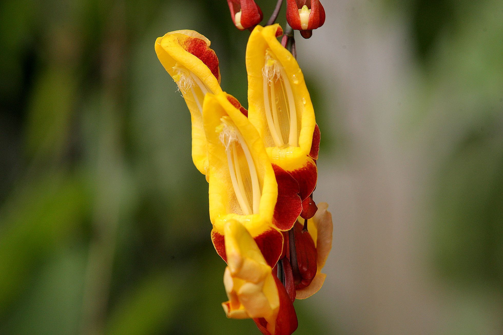 Orchideje v botanické zahradě