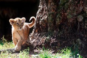 Londýnská zoo představila mláďata lva perského