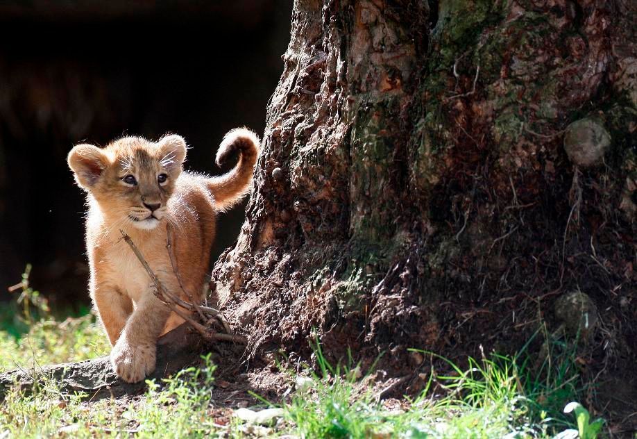 Mláďata lva perského v londýnské zoo