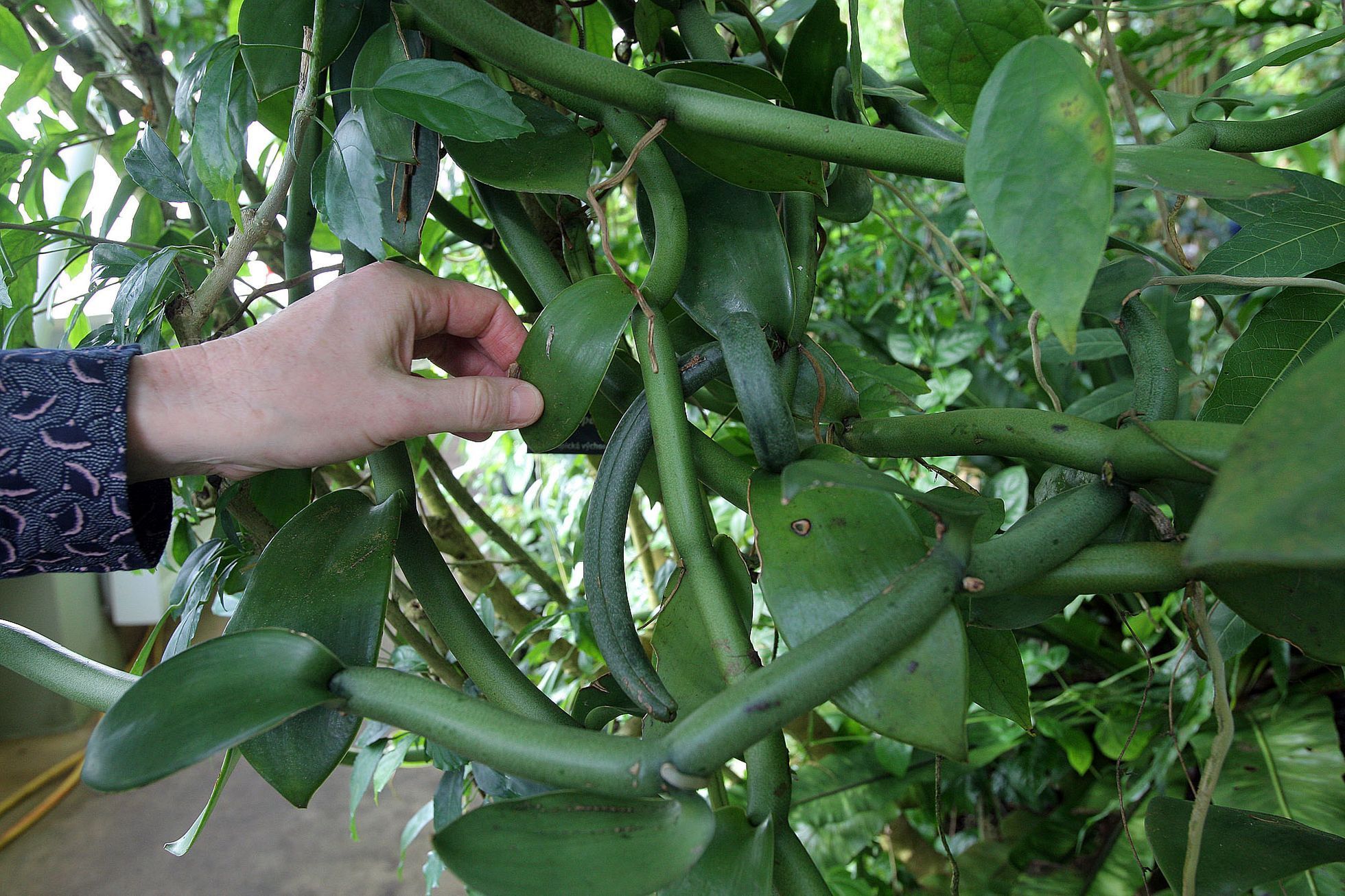 Orchideje v botanické zahradě