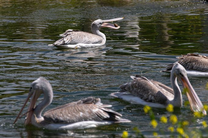 Zoo Dvůr Králové otevřela expozici o jihozápadní Africe zvanou West Cape.