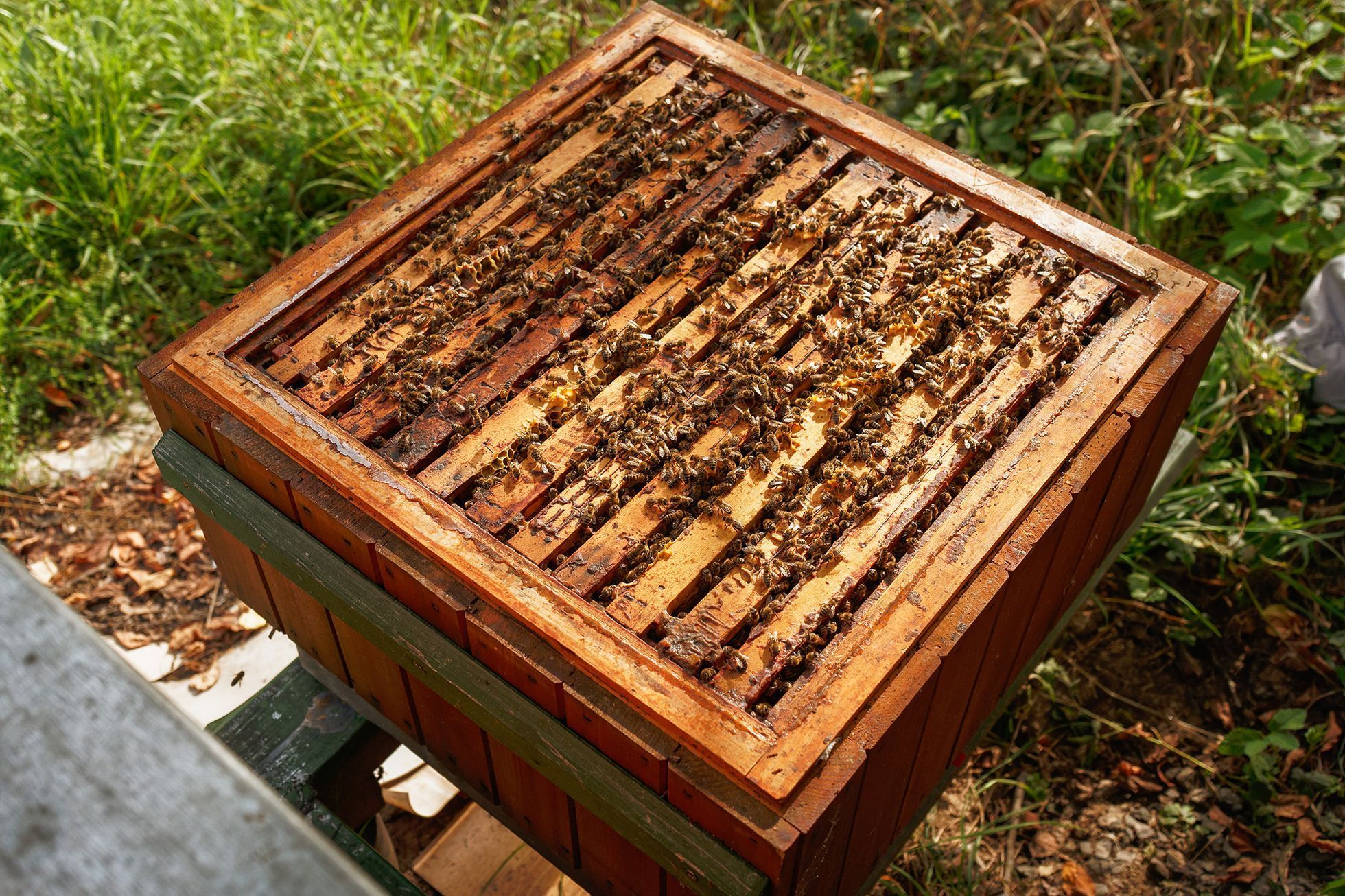 Včelař Martin Dědek, Mladostov v Českém ráji, srpen 2024