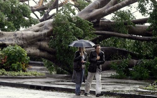 Stromy po tropické bouři