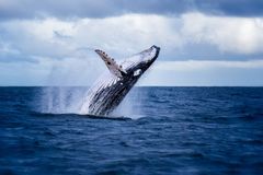 Vědci upraví velrybí výkaly. Doufají, že by mohly zachránit planetu