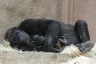 Gorilí mládě je zřejmě kluk, jisté to ale není, jeho narození nás velmi zaskočilo, říká ošetřovatel